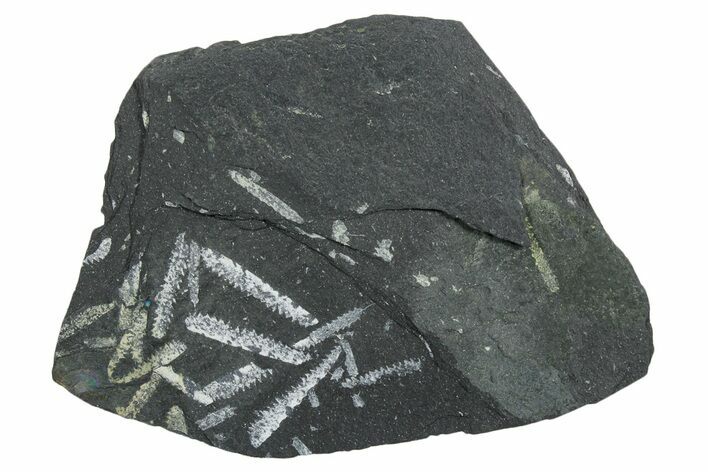 Fossil Graptolite (Didymograptus) Cluster - Wales #353837